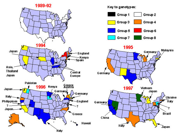 Change in genetic groups of measles viruses associated with U.S. cases and outbreaks between 1988 and September 1997. Arrows indicate sources of virus, if known.