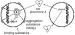 Thumbnail of Enterococcus faecalis pheromone-responsive conjugative system. Pheromone A released from the potential recipient cell (right) interacts with plasmid A in the potential donor cell (left) to induce synthesis of aggregation substance. Attachment of aggregation substance to binding substance causes the cells to clump into visible aggregates. Once the pheromone-responsive plasmid A has transferred from donor to recipient cell, synthesis of pheromone A is shut off.