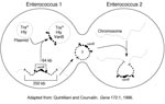 Thumbnail of Potential modes of spread of vancomycin-resistant genes. Adapted in part from Quintiliani and Courvalin (14).