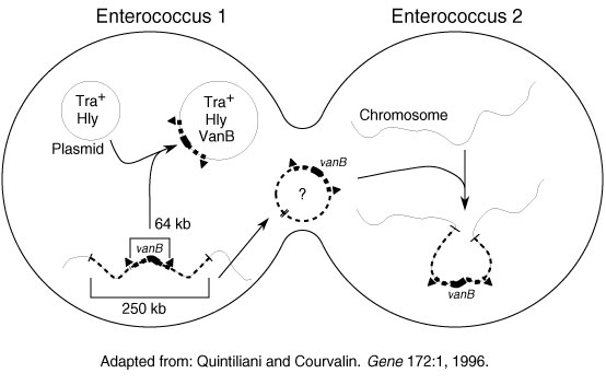 Potential modes of spread of vancomycin-resistant genes. Adapted in part from Quintiliani and Courvalin (14).