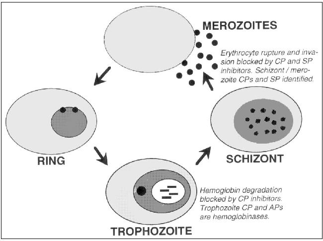 Protease targets in erythrocytic malaria parasites. The Plasmodium falciparum erythrocytic life cycle is shown schematically, and data supporting cysteine (CP), serine (SP), and aspartic (AP) proteases of the different parasite stages as chemotherapeutic targets are provided in italics.