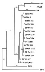Thumbnail of Unweighted maximum parsimony tree produced by PAUP 3.1 software comparing a 397 nt portion of the hantavirus S genomic segments (residues 207 to 603) of patients and rodents infected with Bayou virus. A selection of other prototypical hantavirus sequences, each of which was compared antigenically in Figure 2, was included for comparison. Other hantaviruses are abbreviated as follows: RM=Rio Mamoré; MULE=Muleshoe; SN= Sin Nombre; PUU=Puumala; and SEO=Seoul. Human-derived Bayou virus