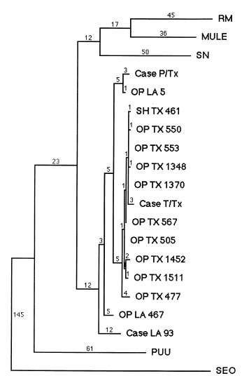Unweighted maximum parsimony tree produced by PAUP 3.1 software comparing a 397 nt portion of the hantavirus S genomic segments (residues 207 to 603) of patients and rodents infected with Bayou virus. A selection of other prototypical hantavirus sequences, each of which was compared antigenically in Figure 2, was included for comparison. Other hantaviruses are abbreviated as follows: RM=Rio Mamoré; MULE=Muleshoe; SN= Sin Nombre; PUU=Puumala; and SEO=Seoul. Human-derived Bayou virus sequences are