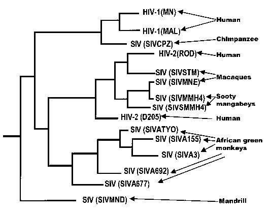 Relationships among primate and human lentiviruses: Phylogeny of primate lentiviruses based on the gag gene obtained by (25). The names of the strains are indicated in parentheses. Hosts are indicated on trees. The description of the lentivirus strains is provided in (25).