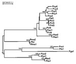 Thumbnail of Relationships between primate and human parasites: Malaria phylogeny based on the circumsporozoite protein gene. The alignment does not include the central repeat region. P. falciparum (Pfa), P. vivax (Pvi), and P. malariae (Pma) are from humans; P. cynomolgi (Pcy), P. simiovale (Pso), and P. knowlesi (Pkn) are from macaques; P. simium (Psi) and P. brasilianum (Pbr) are from New World monkeys; P. reichenowi (Pre) is from chimpanzees; P. gallinacium (Pga) is from birds; and P. berghe