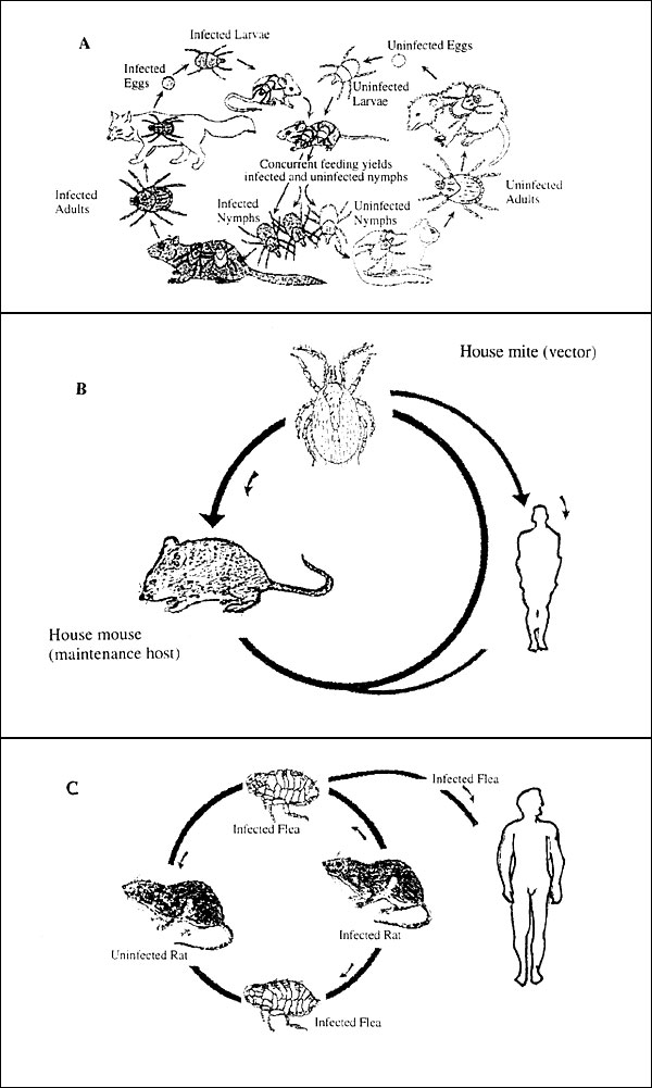 Composite diagram of the life cycle of Rocky Mountain spotted fever, rickettsialpox, and murine typhus. A. Life cycle of Rickettsia rickettsii in its tick and mammalian hosts (7); B. Rickettsia akari life cycle; and C. Rickettsia typhi life cycle.