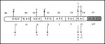 Thumbnail of Single-amino acid substitutions responsible for conferring resistance to fluoroquinolones (FQ). Mutation in the Ser95 codon (shown in stippled box), observed in both FQ-sensitive and FQ-resistant isolates, rules out its role in acquisition of resistance.