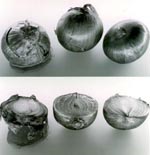 Thumbnail of B. cepacia causes an onion rot known as slippery skin (1). The onions shown were inoculated with three strains of B. cepacia. Rot occurred in onion1 (left), which was inoculated with strain originally isolated from onions. Rot did not occur with environmental isolates tested or with strains from CF lung.