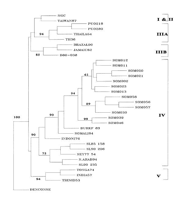 Phylogenetic tree of the dengue-2 viruses, including Somalia 1993 virus isolates, using nucleotide sequence from position 639 to 1,233 of the envelope protein gene. This strict consensus tree was constructed by the following programs of the PHYLIP 3.5 package: SEQBOOT, DNAPARS, CONSENSUS, and DRAWGRAM. Strain ID is listed first, followed by abbreviation for country of isolation, and the last two digits of the year of isolation.