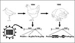 Thumbnail of Molecular changes associated with emergence of a highly pathogenic H5N2 influenza virus in chickens in Mexico. In 1994, a nonpathogenic H5N2 influenza virus in Mexican chickens was related to an H5N2 virus isolated from shorebirds (ruddy turnstones) in Delaware Bay, United States, in 1991. The 1994 H5N2 isolates from chickens replicated mainly in the respiratory tract, spread rapidly among chickens, and were not highly pathogenic. Over the next year the virus became highly pathogeni