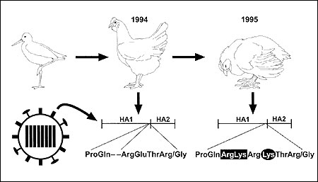 Molecular changes associated with emergence of a highly pathogenic H5N2 influenza virus in chickens in Mexico. In 1994, a nonpathogenic H5N2 influenza virus in Mexican chickens was related to an H5N2 virus isolated from shorebirds (ruddy turnstones) in Delaware Bay, United States, in 1991. The 1994 H5N2 isolates from chickens replicated mainly in the respiratory tract, spread rapidly among chickens, and were not highly pathogenic. Over the next year the virus became highly pathogenic, and the he