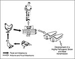 Thumbnail of The emergence of H5N1 influenza in Hong Kong. It is postulated that a nonpathogenic H5N1 influenza spread from migrating shorebirds to ducks by fecal contamination of water. The virus was transmitted to chickens and became established in live bird markets in Hong Kong. During transmission between different species, the virus became highly pathogenic for chickens and occasionally was transmitted to humans from chickens in the markets. Despite high pathogenicity for chickens (and huma