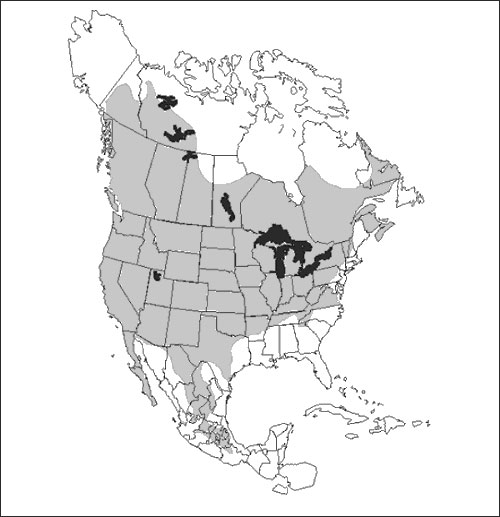 Geographic distribution of the deer mouse, Peromyscus maniculatus (shaded) (48).