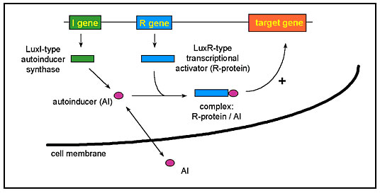 Cell-to-cell signaling systems. Cell-to-cell signaling systems are composed of two genes. The I gene encodes an autoinducer synthase and the R gene encodes a transcriptional activator protein (R-protein). The autoinducer synthase is responsible for the synthesis of an autoinducer molecule (AI), which crosses the cell membrane. With increasing cell-density the intracellular concentration of AI reaches a threshold level, and the AI then binds to the transcriptional activator. The complex R-protein