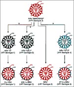 Thumbnail of Schematic demonstration of production of rhesus rotavirus (RRV), human rotavirus (HRV) x rhesus rotavirus (RRV)reassortant quadrivalent vaccine with VP7 serotype 1, 2, 3, and 4 specificity. Reprinted with permission from (40).