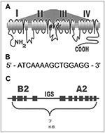 Thumbnail of Examples (drawn from references cited in the text) of biochemical resistance mechanisms on the molecular level. A. Single amino acid mutation in the IIS6 membrane-spanning region of the sodium channel gene that confers target-site DDT-pyrethroid resistance in Anopheles gambiae. The same mutated codon produces resistance in insects as diverse as mosquitoes, cockroaches, and flies. B. Regulatory element (found upstream of coding sequence) termed the "Barbie Box" that allows induction