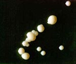 Thumbnail of Colony morphology of strain NZM 217/94 on Middlebrook 7H10 agar.