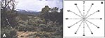 Thumbnail of A. Characteristics of landscape and vegetation near Fort Lewis trapping web "A," southwestern Colorado. Photo courtesy of C. Calisher. B. Schematic representation of a trapping web showing the relative locations of the 148 trap stations. Small circles indicate the location of one Sherman trap, larger circles, one Sherman plus one Tomahawk trap. Diameter of the web was 200 m. After Parmenter et al. (25).