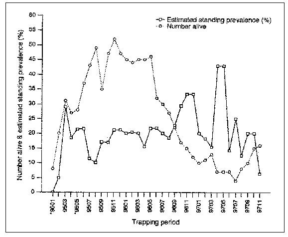 Minimum number of living Peromyscus boylii and the estimated standing prevalence of hantavirus antibody–positive mice at two mark-recapture webs (6.2 ha).* **Because of adverse weather conditions, we only trapped for 2 nights in January and May 1995.