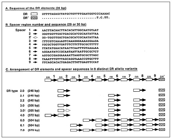 Polymorphism identified in the direct repeat (DR) region of serotype M1 group A Streptococcus. The data were generated by automated DNA sequencing of polymerase chain reaction products obtained with the oligonucleotide primers DR003 and DR004 described in the text. (A) The 36-bp sequences of the two related DR and DR' elements. Multiple copies of the DR element present in different M1 isolates all had the identical sequence. (B) The 29-bp or 30-bp sequences of the 10 distinct spacer regions iden