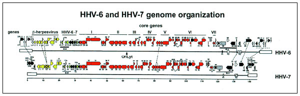 Human Herpesvirus 7; herpesvirus humain de type 7; herpesvirus humain 7 ...