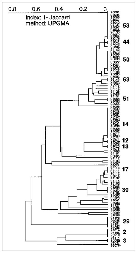 A dendrogram represents spoligotyping results of 95 Mycobacterium tuberculosis isolates from Guadeloupe (shared patterns are shown by bold characters). From top to bottom; type 53, ubiquitous; type 44, described by Goguet et al. (two cases) (18); type 54, which does not appear, is found only in isolate 94142, a pattern also found in French Guiana; type 37, which also does not appear, described by Kamerbeek et al. (three cases) (11); type 50, ubiquitous; type 63, specific; type 61, which does not
