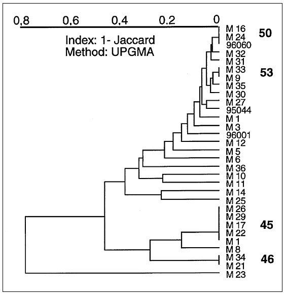 A dendrogram illustrating 31 spoligotyping results of Mycobacterium tuberculosis isolates from Martinique. From top to bottom, types 50 and 53, ubiquitous; types 52 and 49 are represented by a single isolate, respectively, M35 and M30, and are ubiquitous; isolates M10 and M7 belong to specific types 17 and 68, respectively found in Guadeloupe and Barbados; M25, belongs to specific type 5 observed in Guadeloupe; type 45, ubiquitous; type 46, ubiquitous; isolate M23 shares type 2, with isolates in