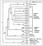 Thumbnail of Cladogram derived from nucleotide sequences of Tazar-2, Tazar-8, and other hantaviruses. Numbers denote Genbank accession numbers. The cladogram was derived from the neighbor-joining estimated phylogeny and bootstrap analysis using p-distance estimates. The phylogenetic analysis was performed by using PAUP 3.1.1 (vers. 4.0.0d64). Numbers at each internode or bifurcation represent bootstrap support based on 1,000 replicates. A Sin Nombre virus sequence (L37904) was used as the outgro