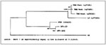 Thumbnail of Phylogenetic relationships among tickborne flaviviruses based on a 376-bp fragment of the ns5 gene. Distance analysis omitting third position nucleotides. Branch numbers are bootstrap confidence estimates on the basis of 500 replicates. GenBank accession numbers in parentheses. LI = Louping Ill; TBE-West = Western subtype tickborne encephalitis (Central European encephalitis); POW = Powassan virus; DTV = deer tick virus.