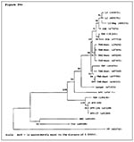Thumbnail of Phylogenetic relationships among tickborne flaviviruses on the basis of a 575-bp fragment of the envelope gene. Distance analysis omitting third position nucleotides. Branch numbers are bootstrap confidence estimates on the basis of 500 replicates. GenBank accession numbers in parentheses. LI = Louping Ill; SSE = Spanish sheep encephalitis; TSE = Turkish sheep encephalitis; GGE = Greek goat encephalitis; TBE-West = Western subtype tickborne encephalitis (Central European encephaliti