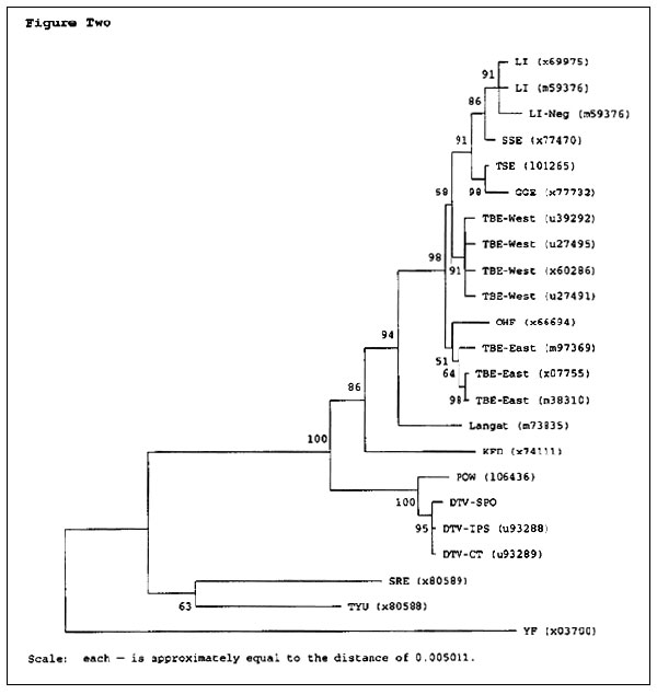 Phylogenetic relationships among tickborne flaviviruses on the basis of a 575-bp fragment of the envelope gene. Distance analysis omitting third position nucleotides. Branch numbers are bootstrap confidence estimates on the basis of 500 replicates. GenBank accession numbers in parentheses. LI = Louping Ill; SSE = Spanish sheep encephalitis; TSE = Turkish sheep encephalitis; GGE = Greek goat encephalitis; TBE-West = Western subtype tickborne encephalitis (Central European encephalitis); OHF = Oms