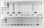 Thumbnail of 1,2 Panel A. Results of nested Cryptosporidium parvum CP 11 gene PCR performed on pooled oyster hemolymph and gill tissues. Expected PCR product size is 344 bp. Samples analyzed were collected from Maryland Department of Natural Resources oyster harvesting sites at Mt Vernon Wharf (lanes 1-5), Wetipquin (lanes 6-8), Beacon (lane 9), and Holland Point (lane 10). Lane 11: C. parvum positive control. Lanes 12 and 13 are 1° and 2° no template controls, respectively. Panel B: Results of