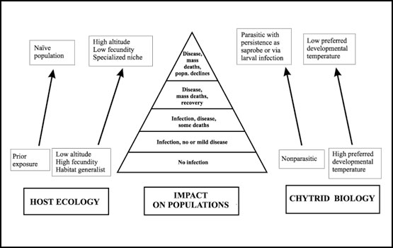 Diagrammatic representation of the range of disease outcomes in populations of amphibians affected by a Batrachochytrium-like pathogen. Factors that hypothetically predispose some amphibian populations to declines are illustrated. In this model, host ecologic traits (left side of pyramid) and parasite biologic traits (right side of pyramid) combine to produce declines in a specific group of amphibian species that have low fecundity, are stream-breeding habitat specialists, and occur in montane r