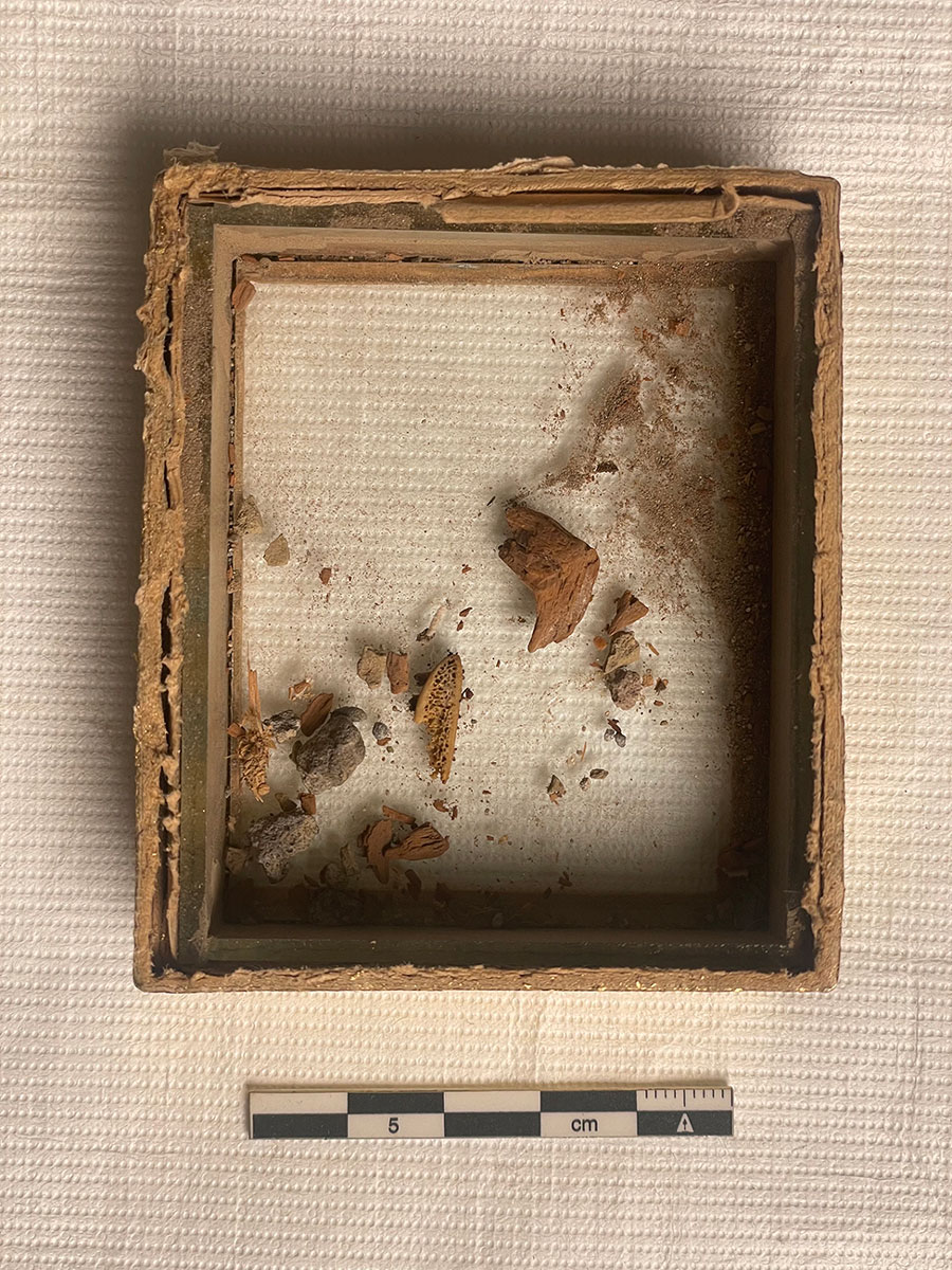 General view of samples from Raphael’s grave and cadaver analyzed for investigation of possible Nocardia infection. Ingres Museum, Montauban, France. Photograph by Philippe Charlier.