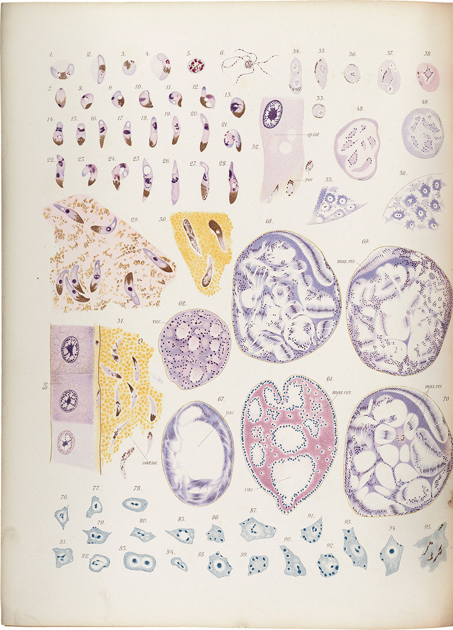 The life cycle of the malaria parasite, from Giovanni Battista Grassi’s Studies of a Zoologist on Malaria. Drawn with a camera lucida directly at the microscope, the figures capture with extraordinary precision the life cycle of the malaria parasite. Source: Wellcome Collection, London, UK (https://wellcomecollection.org/works/baxa2uau).