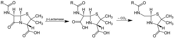 Action of ß-lactamase and decarboxylation of the beta-lactam ring. By Jü - Own work, Public Domain, https://commons.wikimedia.org/w/index.php?curid=11204303