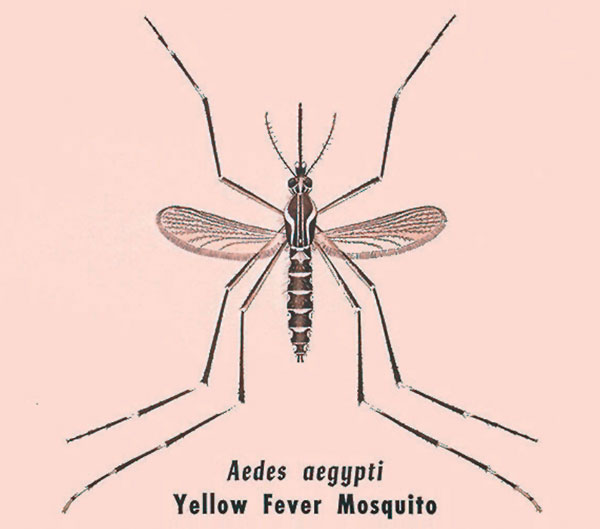 Illustration of Aedes aegypti adult mosquito, vector of yellow fever. CDC/ James M. Stewart