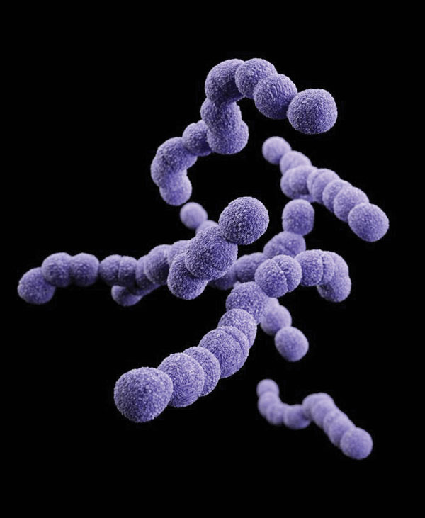 Clindamycin-resistant group B Streptococcus. Photo: Centers for Disease Control and Prevention.