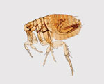 Thumbnail of Digitally colorized scanning electron microscopic image of a flea. Fleas are known to carry a number of diseases that are transferable to humans through their bites, including plague, caused by the bacterium Yersinia pestis. Photo: CDC, Janice Haney Carr. 