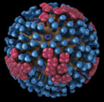 Thumbnail of Image of influenza virus showing hemagglutinin (one color) and neuraminidase (another color) proteins on the surface of the virus. Content source: Centers for Disease Control and Prevention, National Center for Immunization and Respiratory Diseases (NCIRD). 