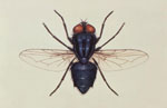 Thumbnail of This illustration depicts a dorsal view of the “Primary screwworm” fly, Cochliomyia hominivorax, a member of the family Calliphoridae. Image: Public Health Image Library