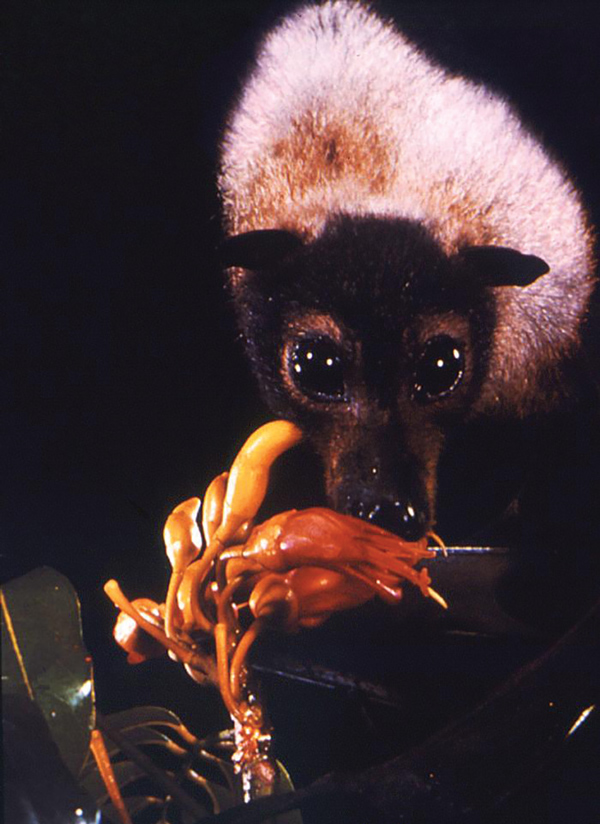 Spectacled flying fox (Pteropus conspicullatus) feeding on nectar of unidentified flowers. The natural reservoir for Hendra virus is believed to be flying foxes (bats of the genus Pteropus) found in Australia. The natural reservoir for Nipah virus is still unknown, but preliminary data suggest that these bats are also reservoirs for Nipah virus in Malaysia. CDC/Brian W.J. Mahy.