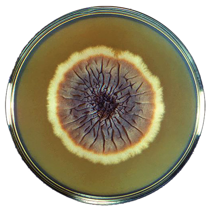 Petri dish culture of a colony of the fungus Sporothrix schenckii strain M-36-53. This fungus is the cause of sporotrichosis. Centers for Disease Control and Production, Dr. Lucille K. Georg, 1964.
