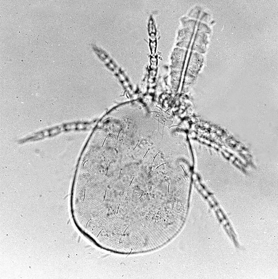 Photograph of a parasitic mite of domestic animals. Wikimedia Commons, Alan R Walker, 2014.