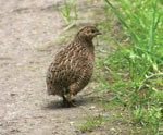 Thumbnail of Brown quail (Coturnix ypsilophora) by Duncan Wright - Own work, CC BY-SA 3.0, https://commons.wikimedia.org/w/index.php?curid=2998176