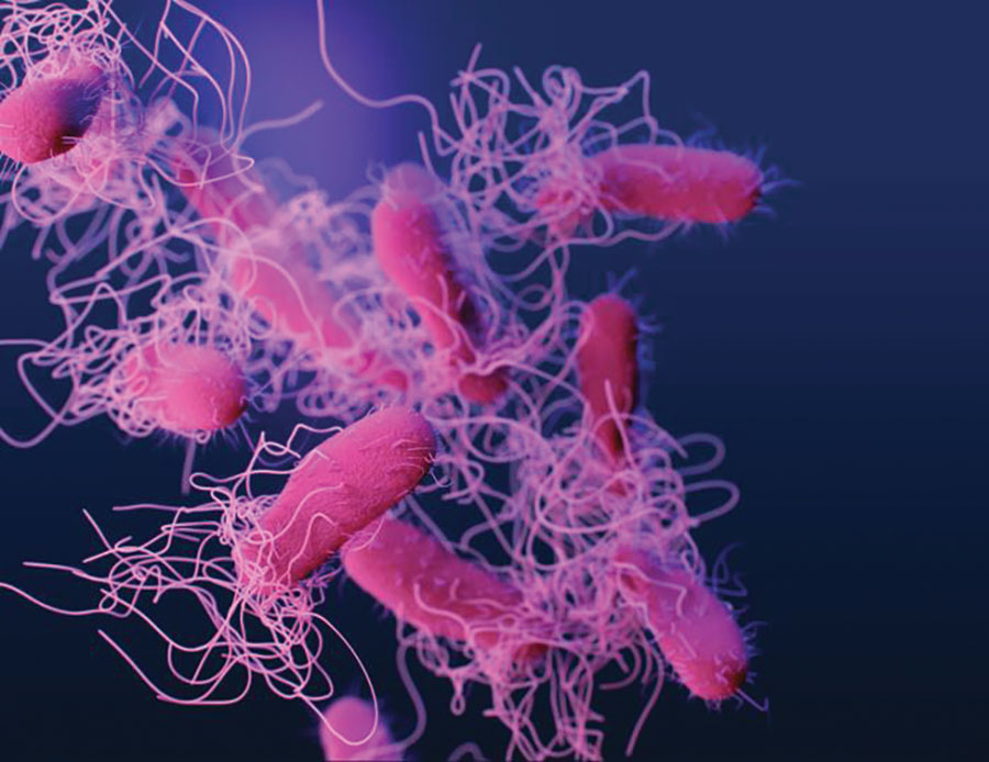 Figure Salmonella Volume 26 Number 12 December 2020 Emerging 