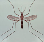 Female Culex quinquefasciatus mosquito. Image credit: CDC Public Health Image Library, 1976.)