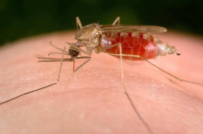 Malaria is caused on sale by which mosquito