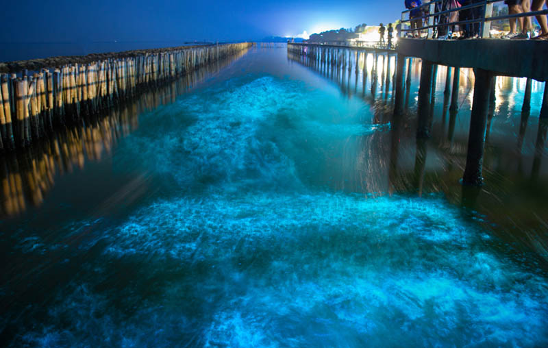 bioluminescent water