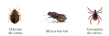 Insects